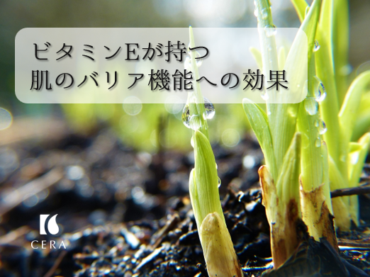 ビタミンEが持つ肌のバリア機能への効果