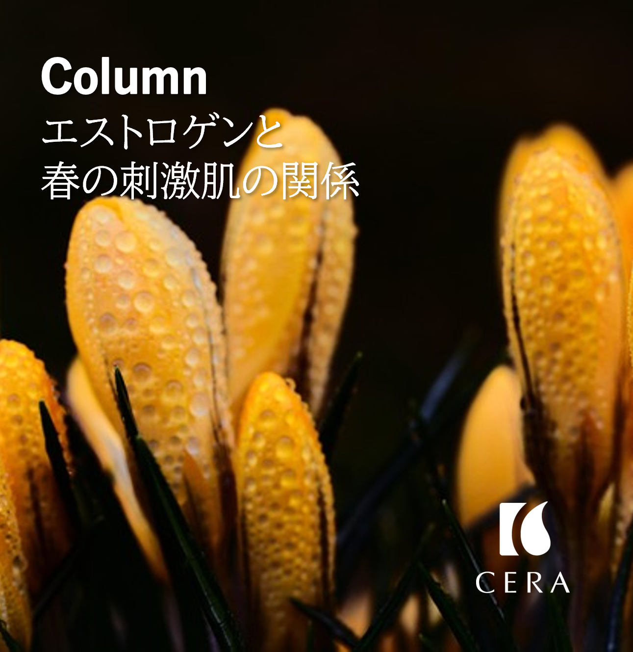 エストロゲンと春の刺激肌の関係